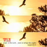 WLE - Soar Like An Eagle