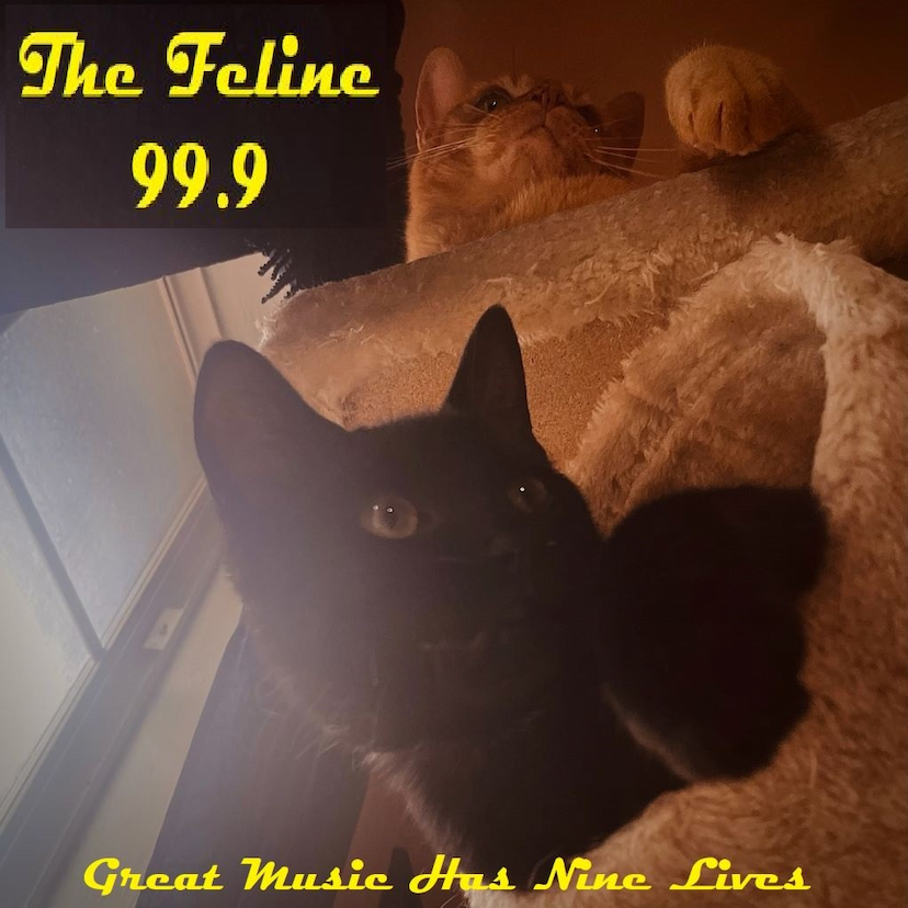The Feline 99.9 This Kitty Rocks